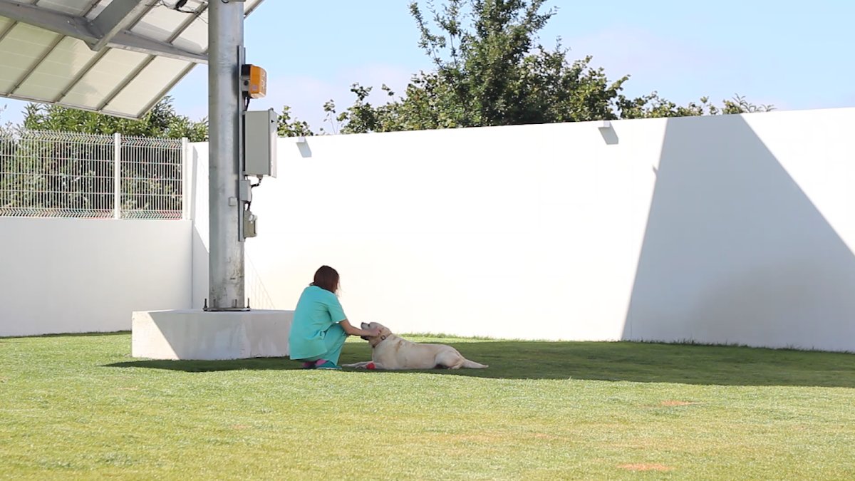 Amipet - Veterinário, Hotel, Formação e Treino - Foto 2