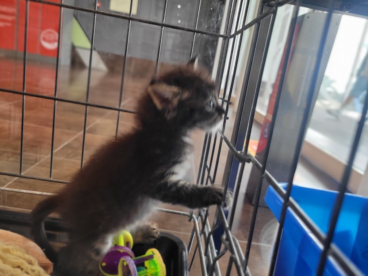 Vetshopping - Foto 2