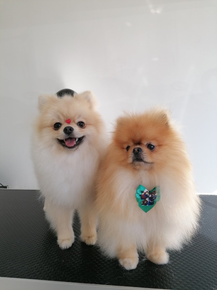 Meraki Pet Spa - Foto 2