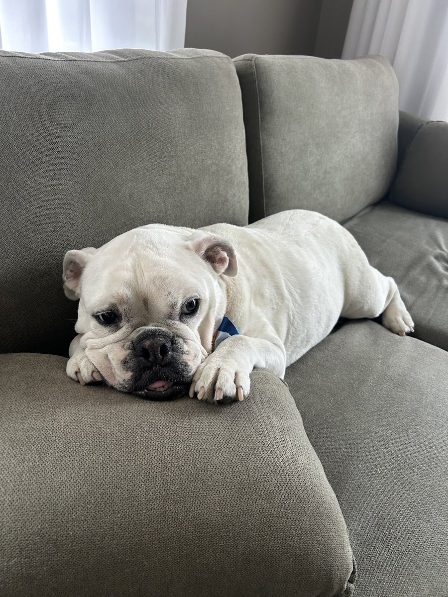 Clínica Veterinária Dr. Marcos Rogério