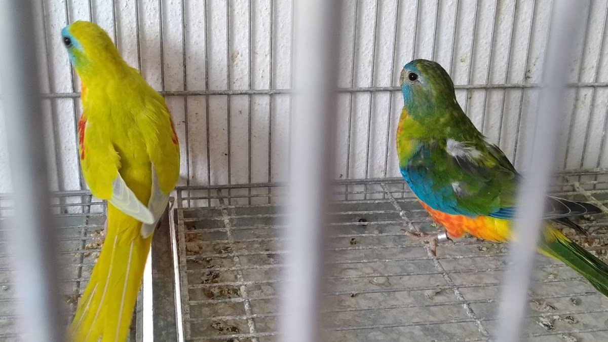 Zooeste-importação E Comércio De Animais E Aves Lda - Foto 2