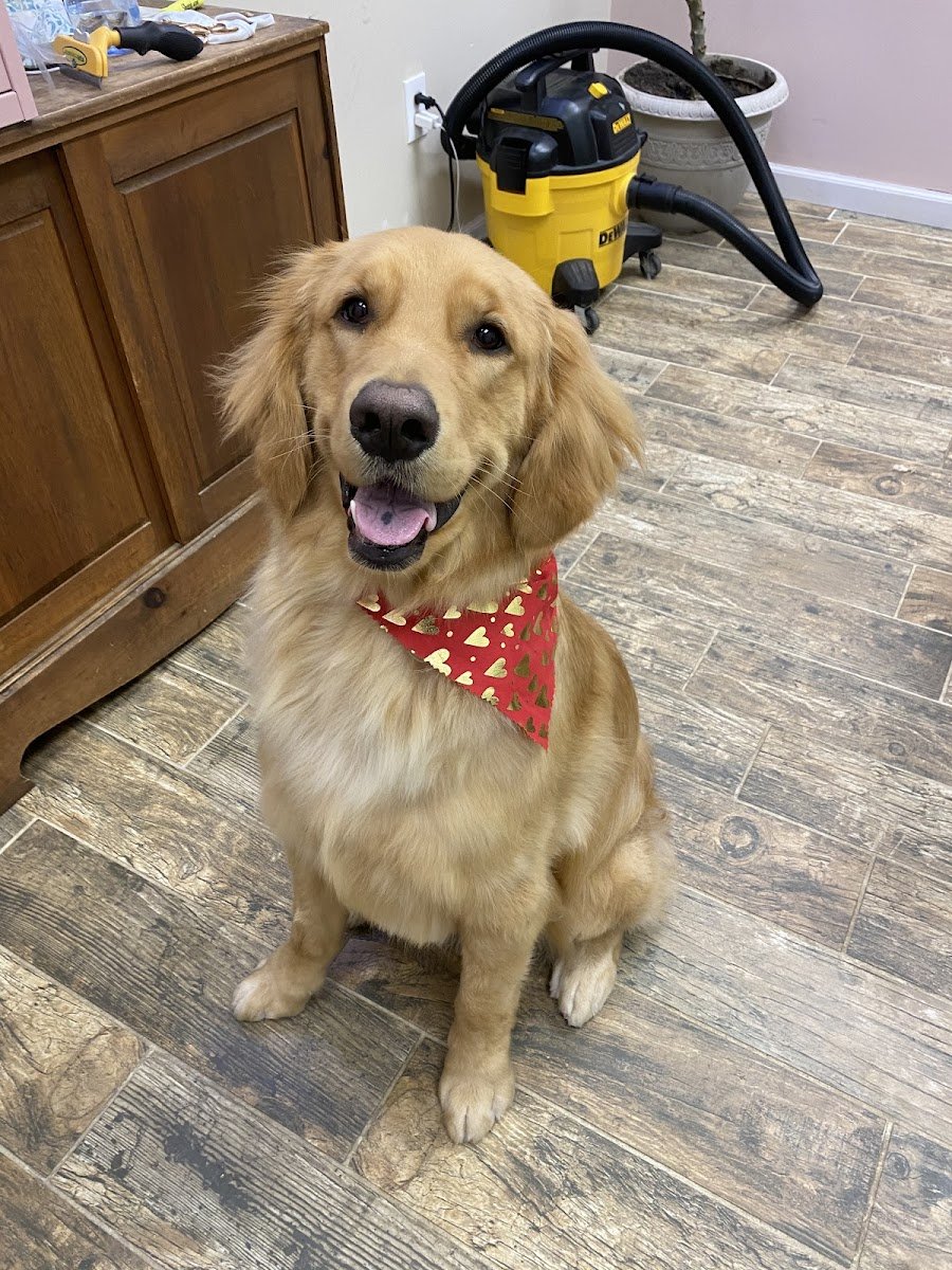 CLEdogs Spa & Social - Photo 2