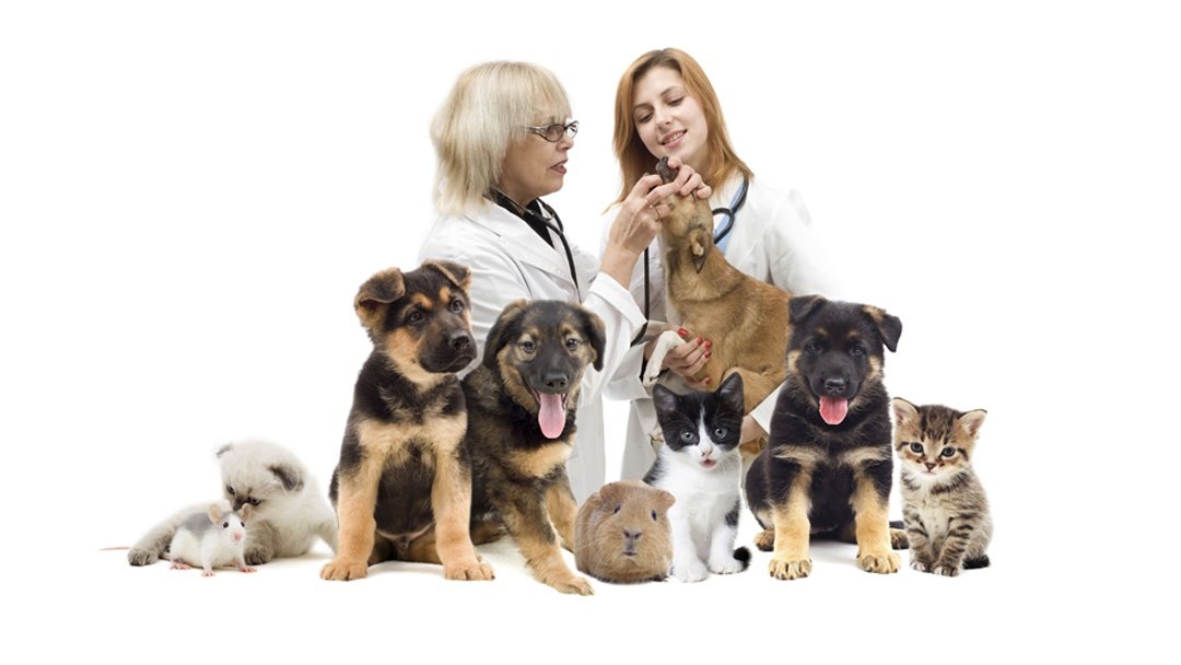 Cloverleaf Animal Hospital - Photo 2