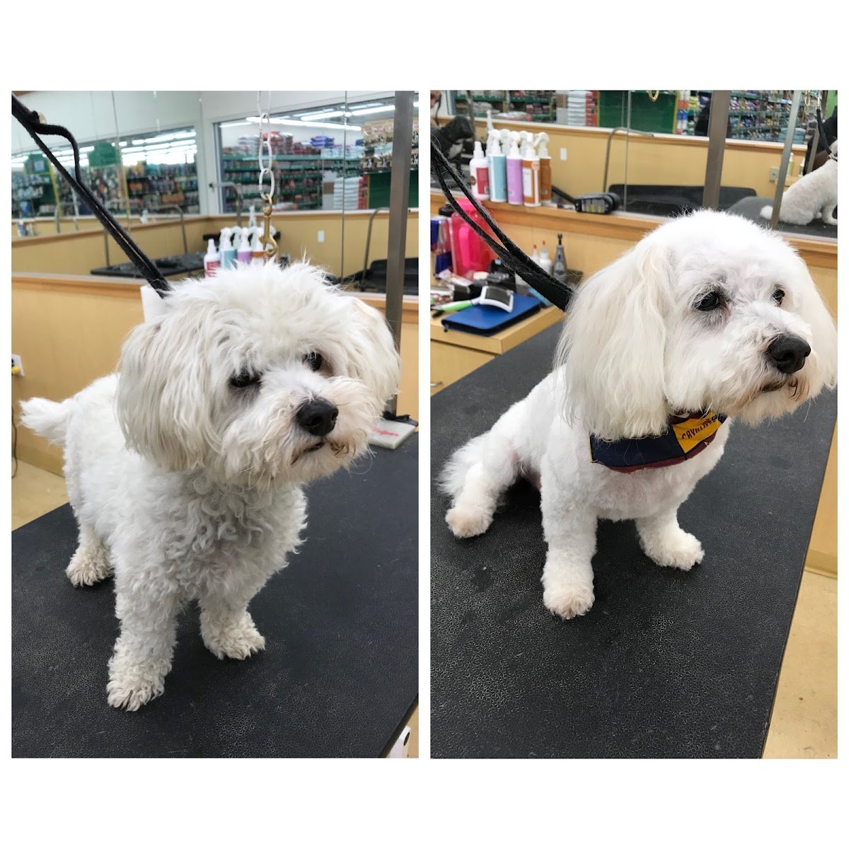 AApetcare - Photo 2