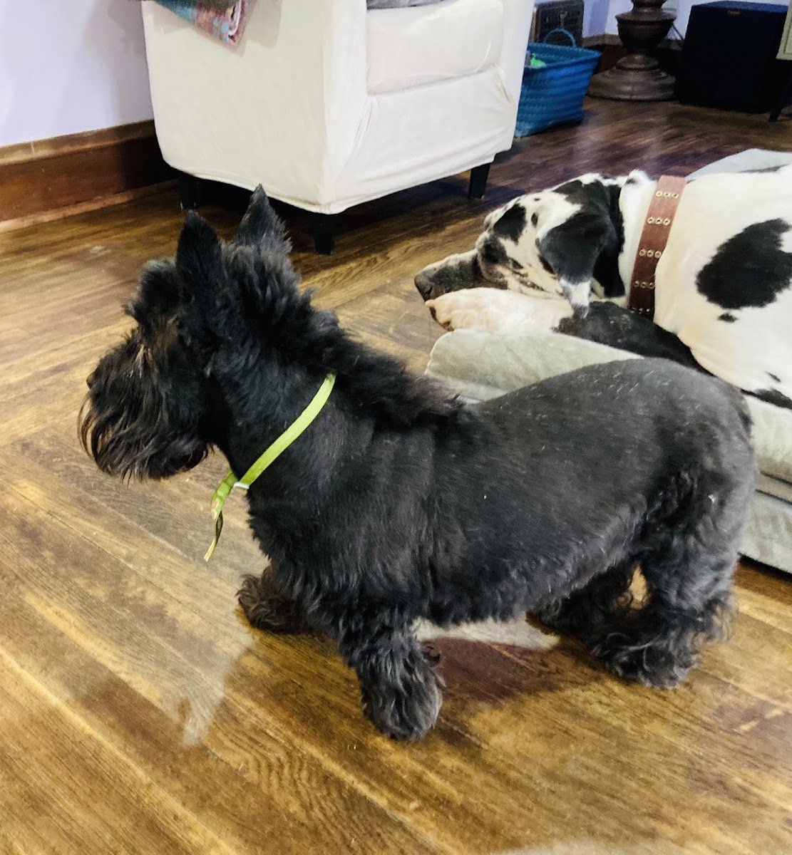 Bosco's Grooming - Photo 2