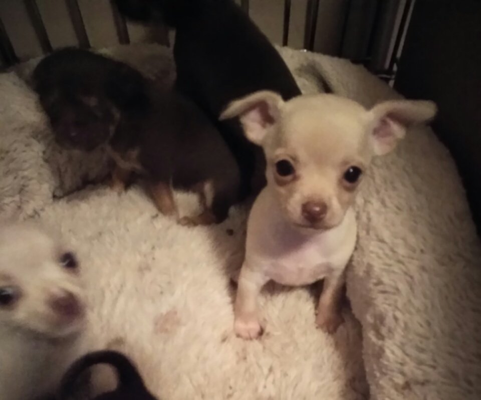 Particular Pet Inc - Photo 2