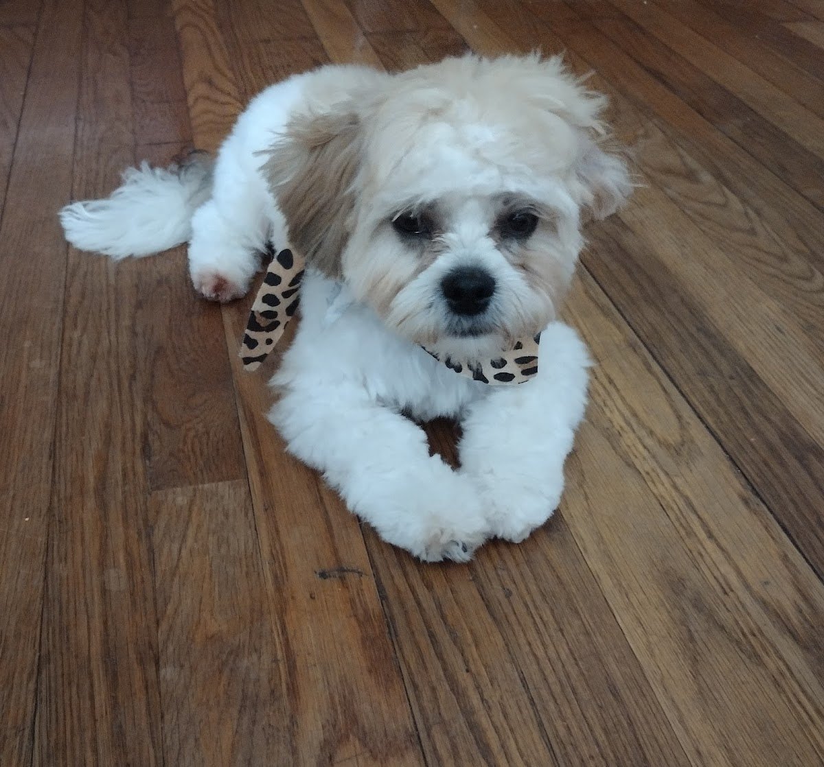 Foxy Fur Grooming Salon - Photo 2