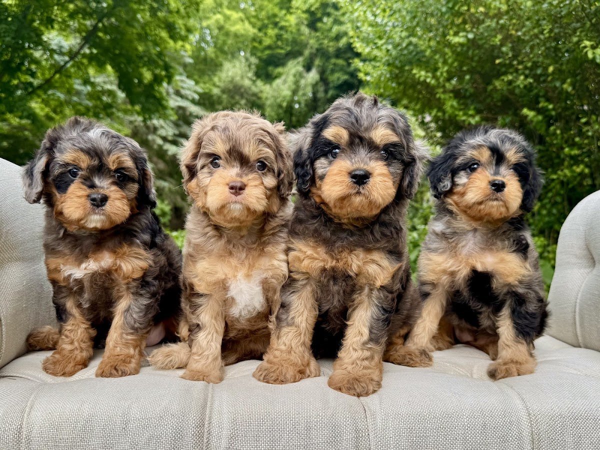 Precious Pups USA - Photo 2