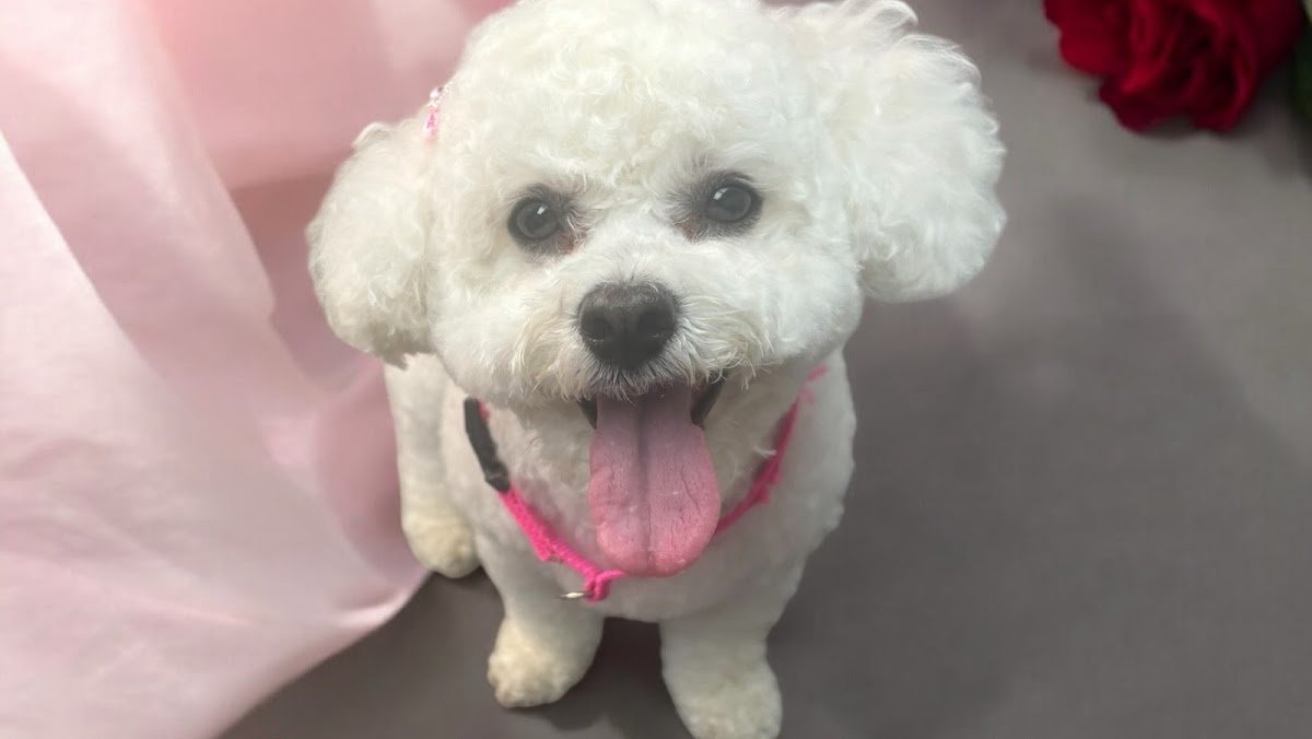 4Perfect Pawz Pet Services Ltd - Photo 2