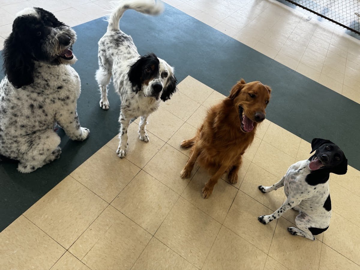 Pooch Palace - Photo 2