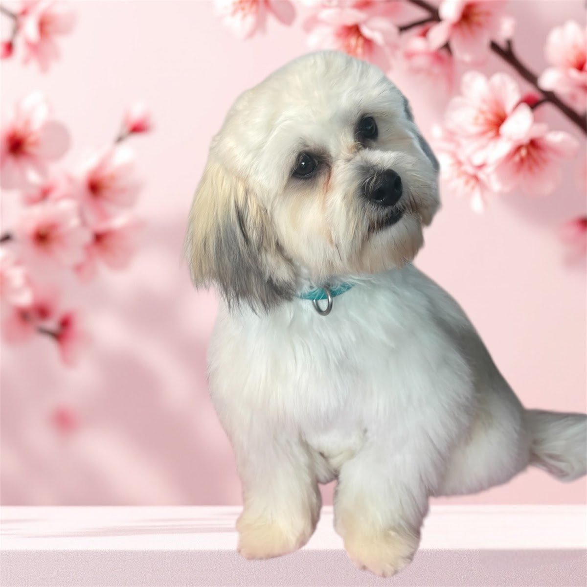 4perfect pawz pet services ltd - Photo 2