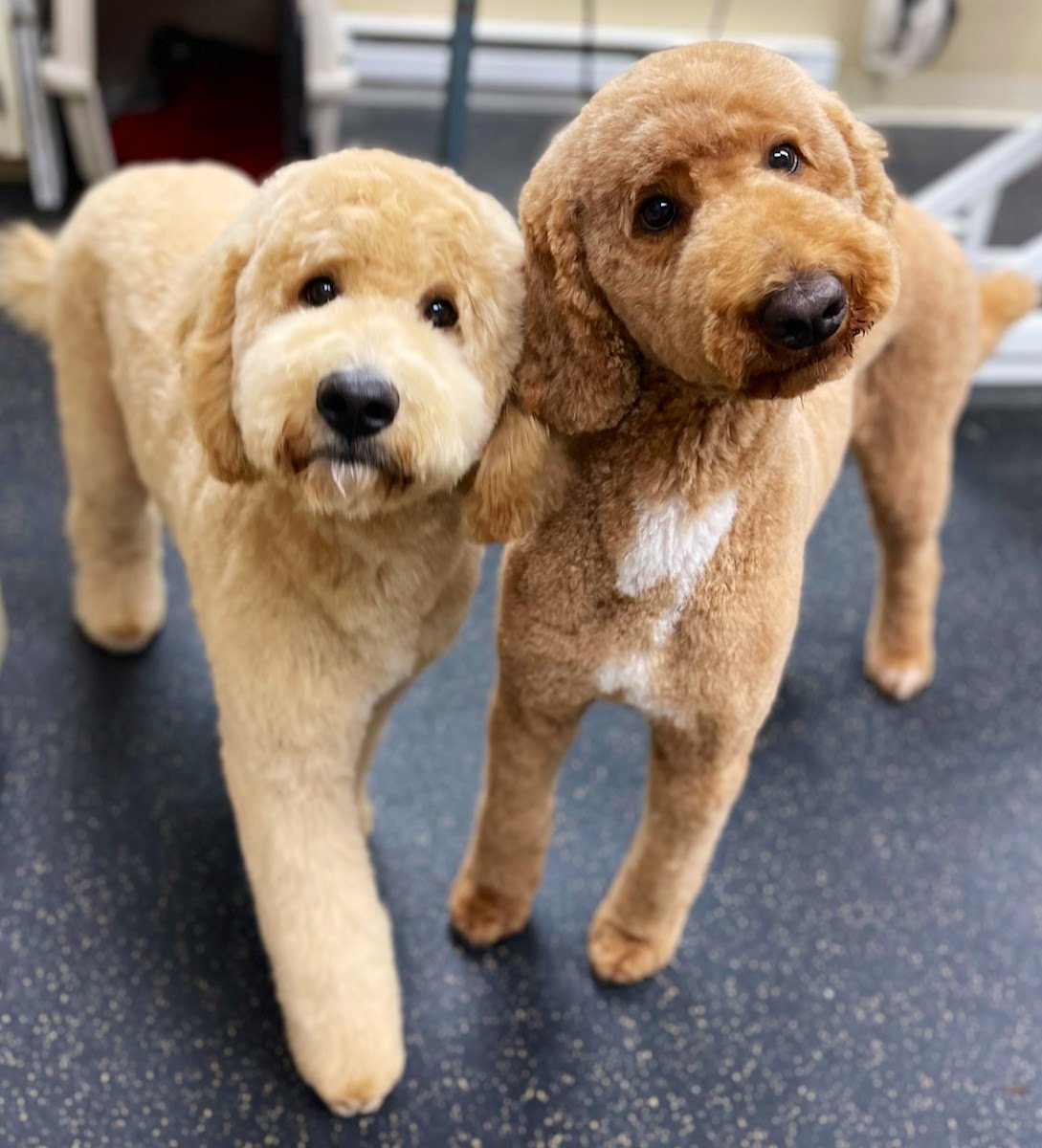 CJ’s Pet Salon - Photo 2