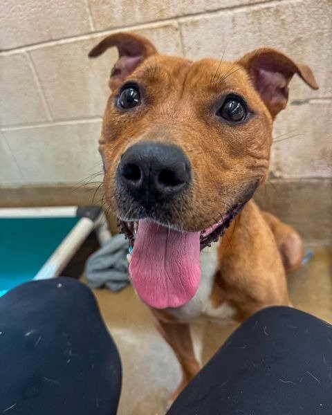Euclid Animal Shelter - Photo 2
