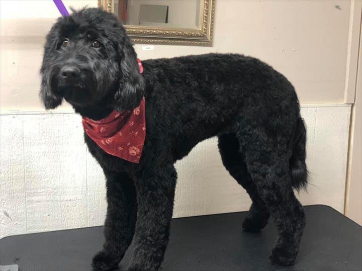 Atomic Dog Groomery - Photo 2