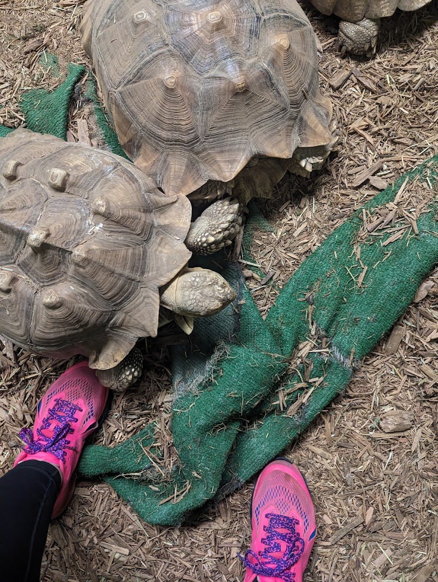 Reptile Rescue - Photo 2
