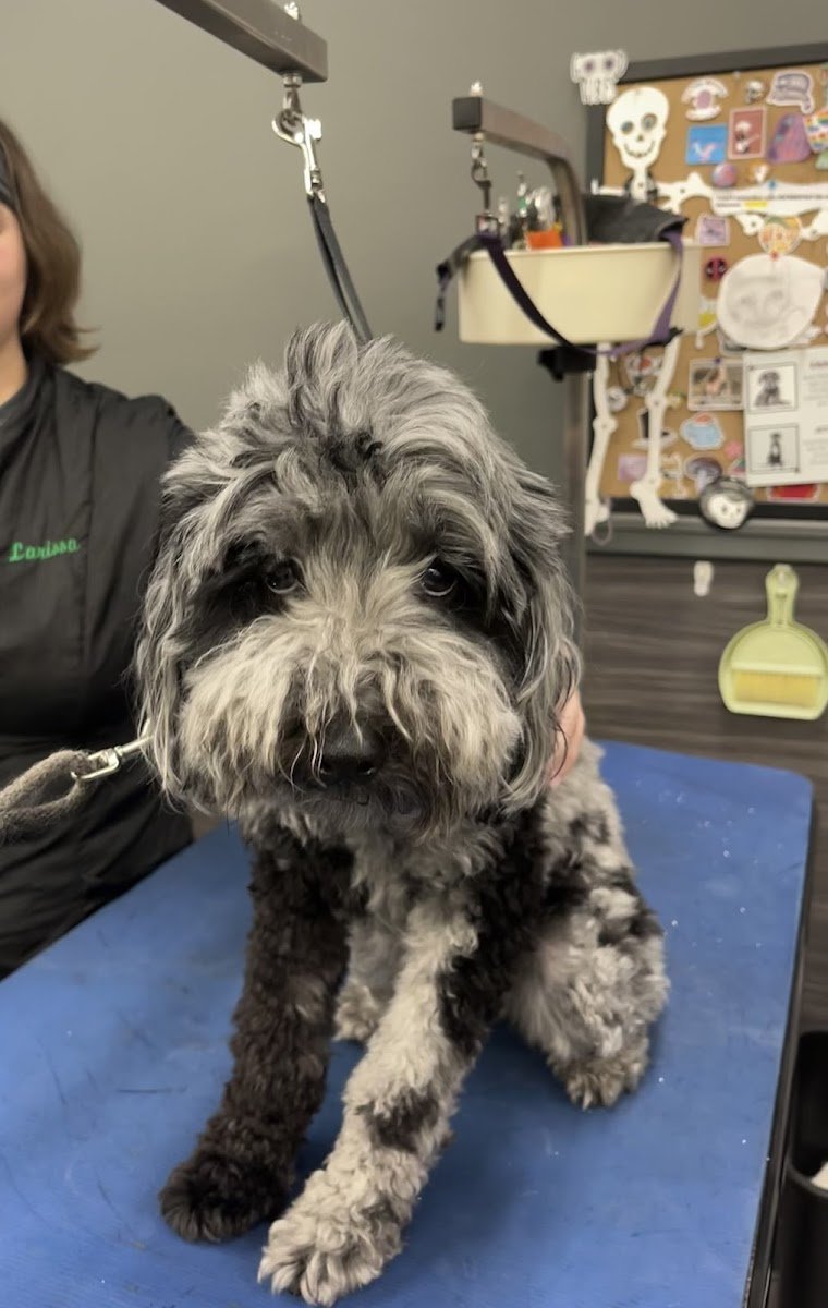 Pet Supplies Plus Parma Grooming - Photo 2