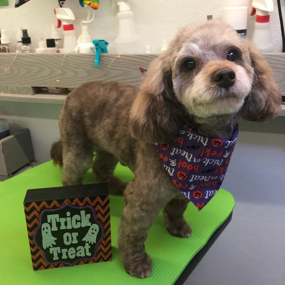Bayside Mobile Pet Grooming - Photo 2