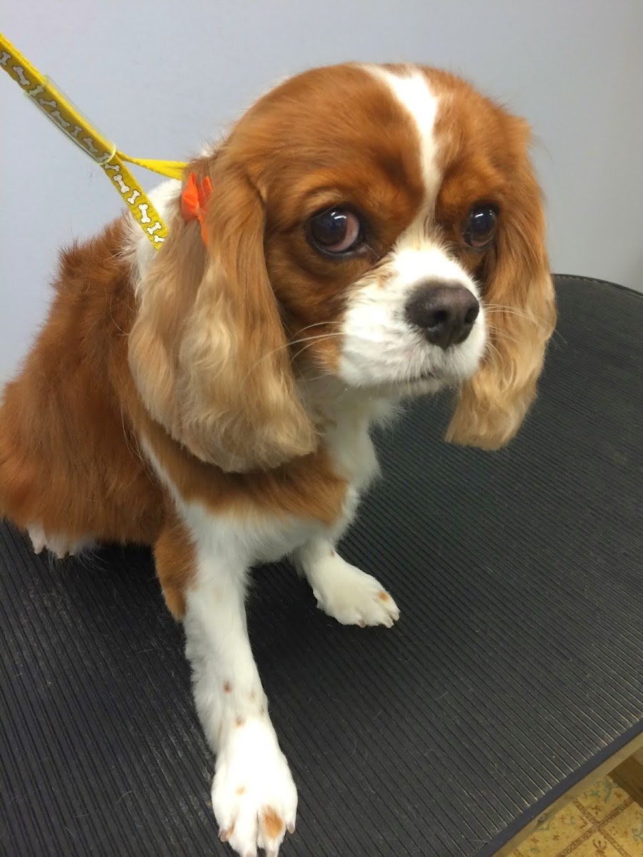 Julie's Grooming - Photo 2