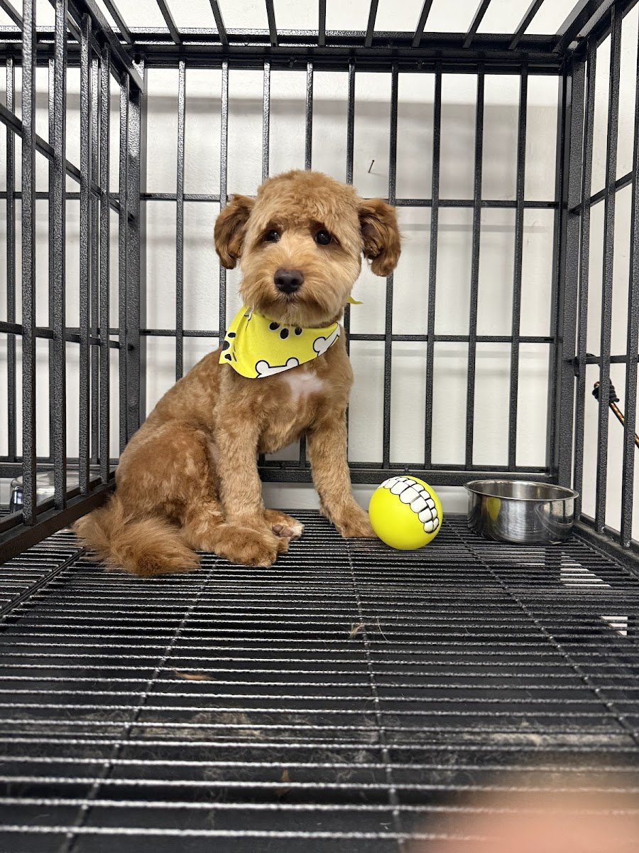 Comfort Cuts Pet Salon - Photo 2