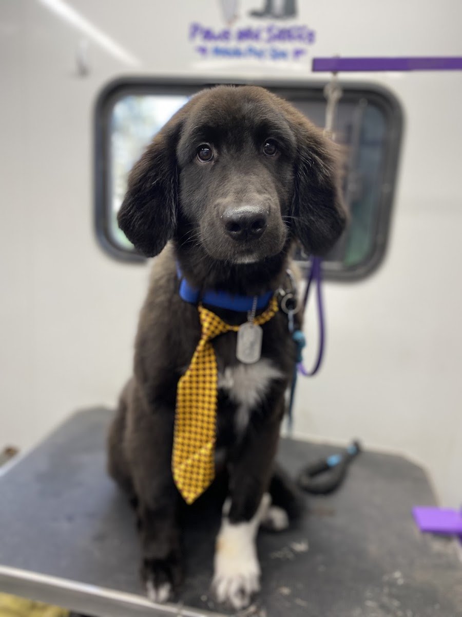 Paws and Sniffs Mobile Pet Spa - Photo 2