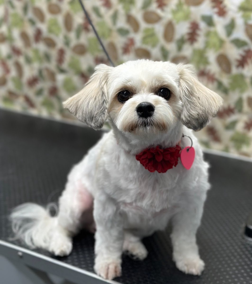 Peanuts Precious Paws Mobile Dog Grooming - Photo 2