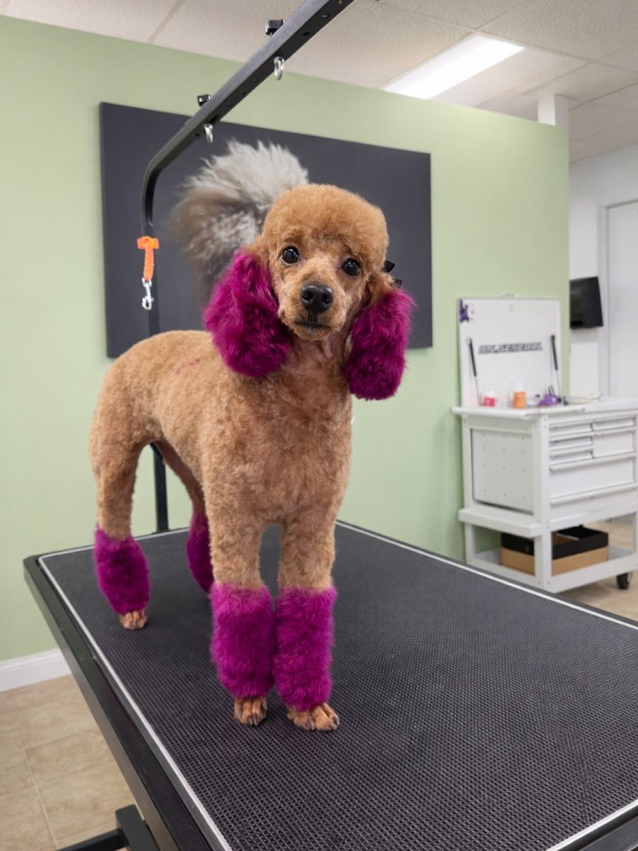 Diva Do’s Pet Salon - Photo 2