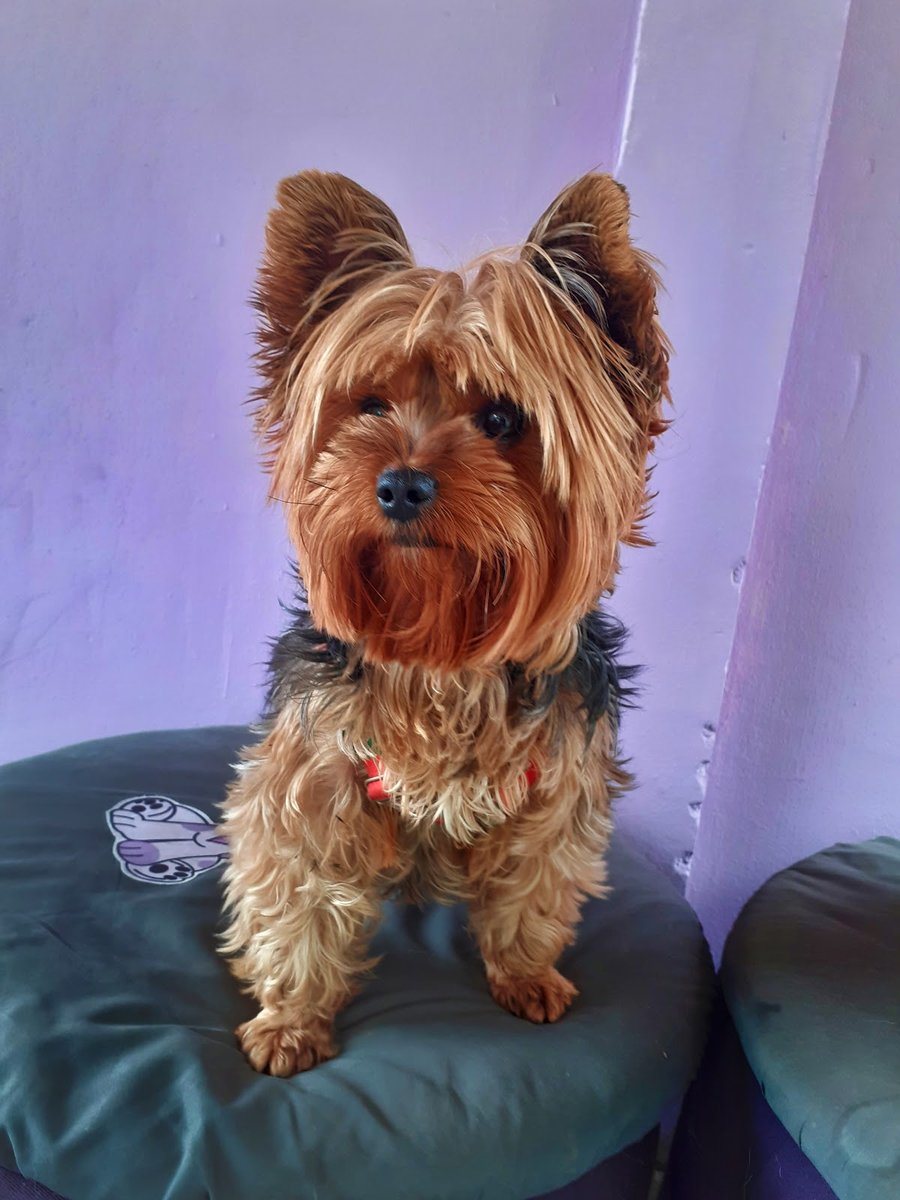 Petshop Companhia dos Bichos