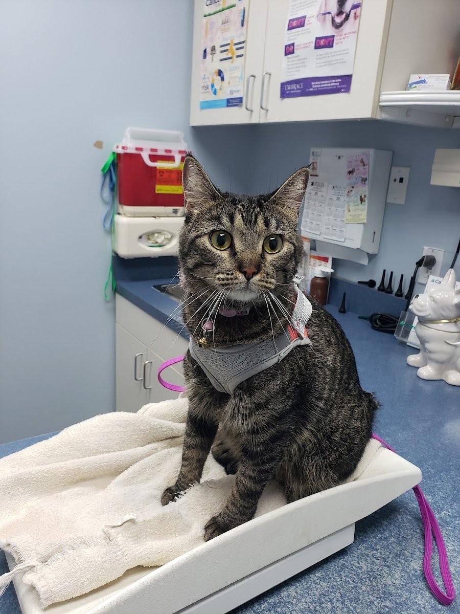 Huron Animal Hospital - Photo 2