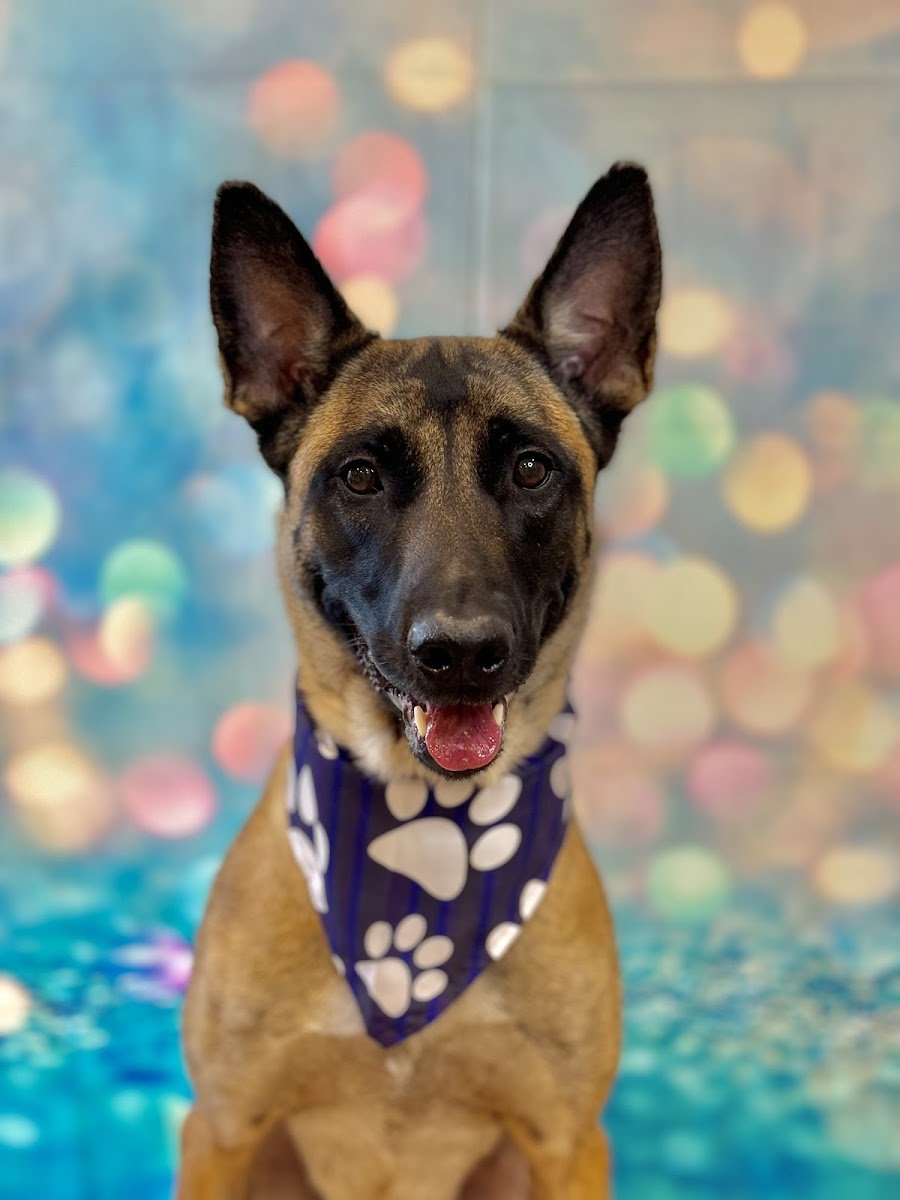 Crystal’s Grooming - Photo 2