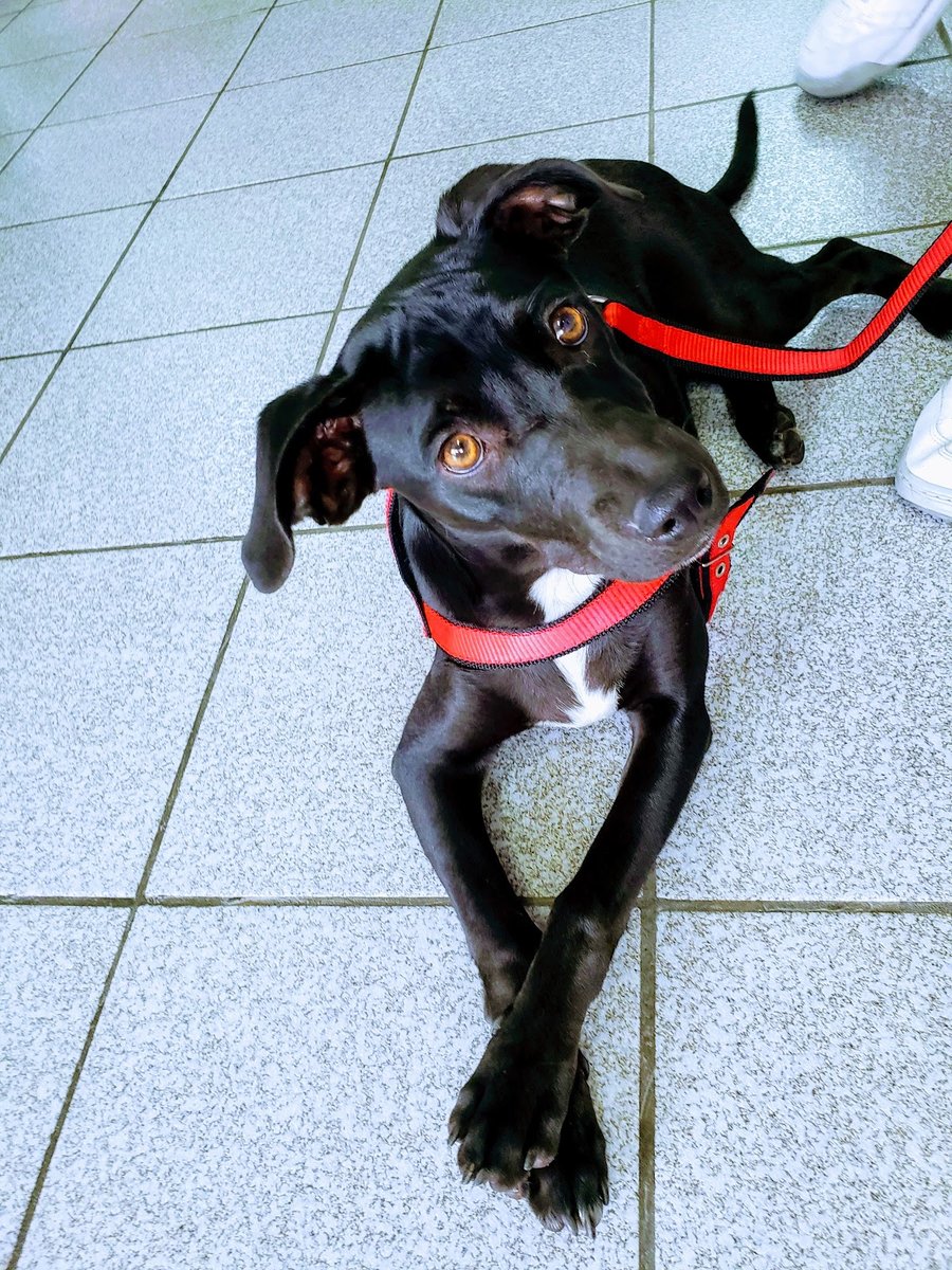 Clínica Veterinária São Francisco de Assis