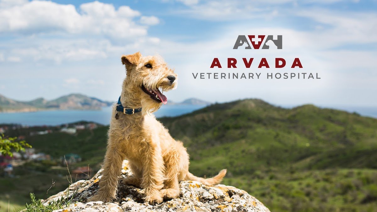 Arvada Veterinary Hospital - Photo 2