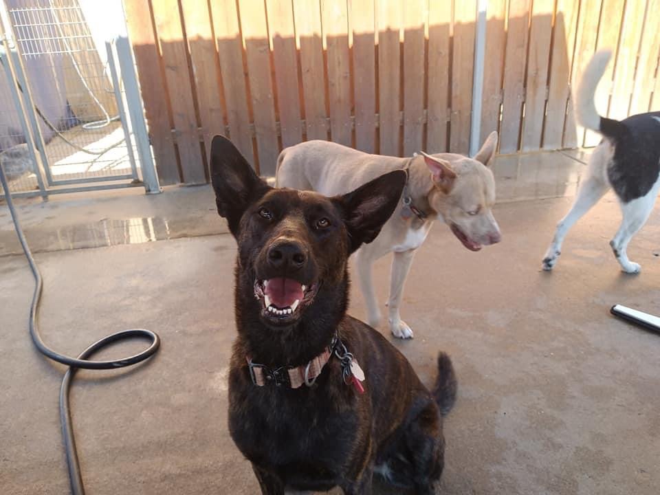 The Barking Lot - Photo 2