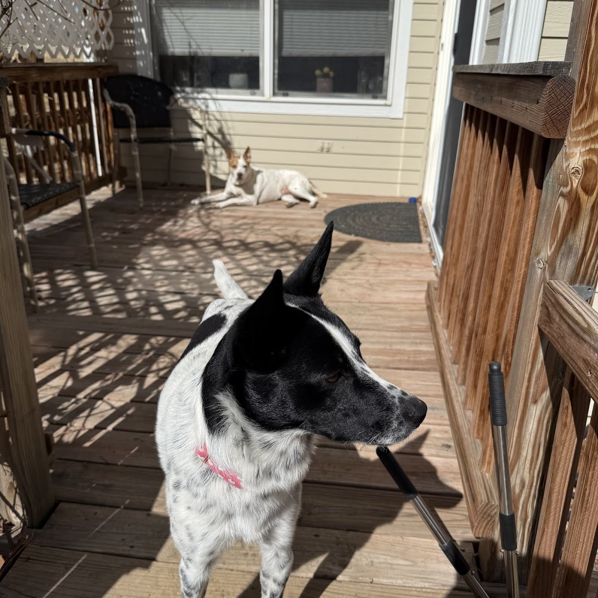 All Paws Paradise, LLC - Photo 2