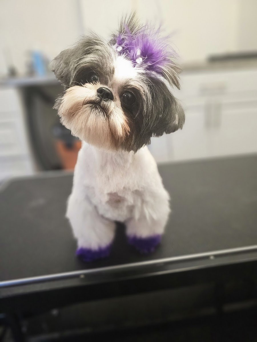 People's Pups Grooming, LLC - Photo 2