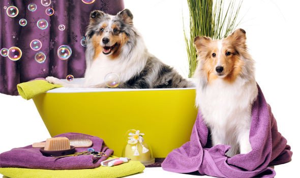 Goode Dog Spa - Photo 2
