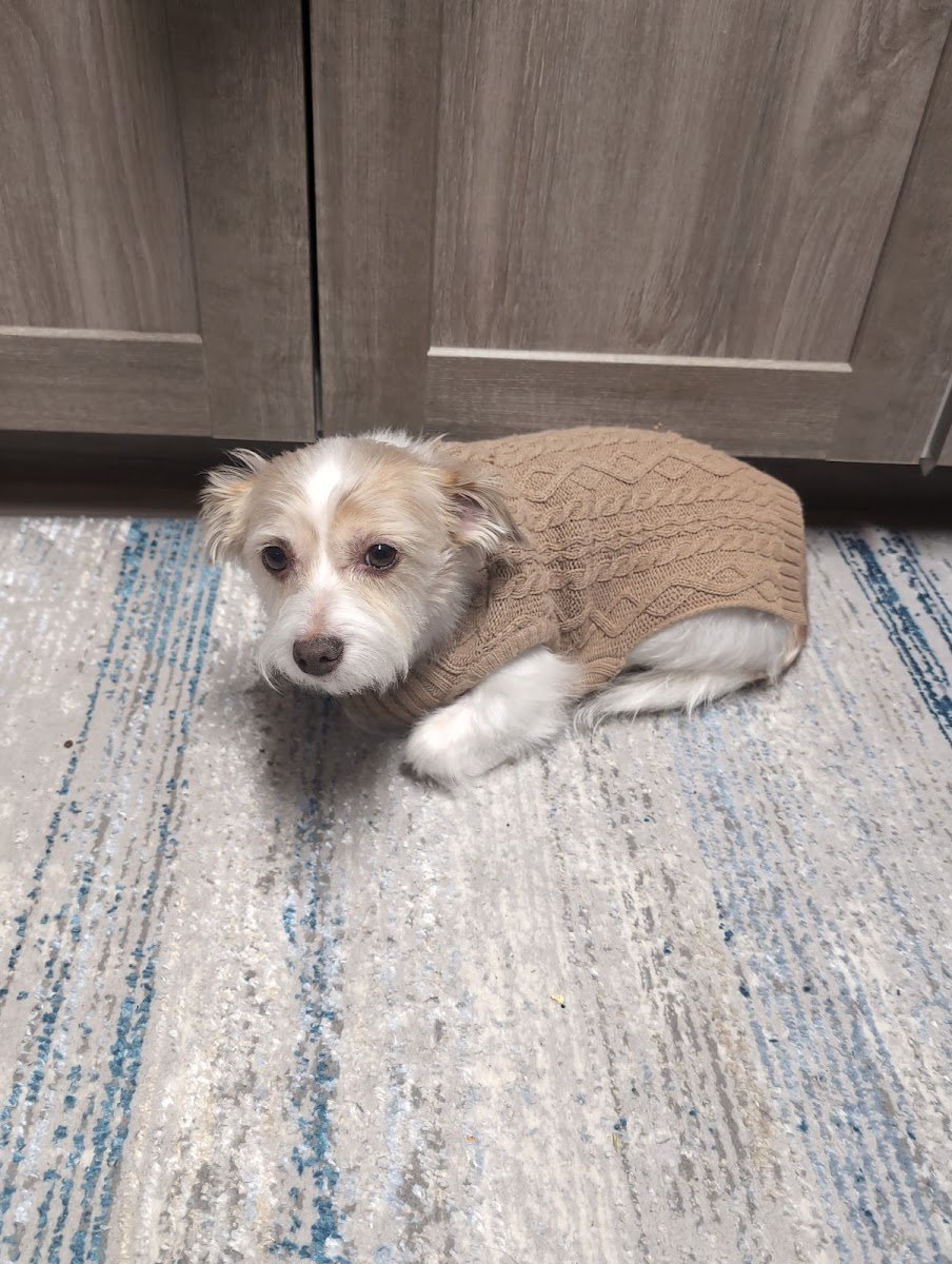 PetSmart Grooming - Photo 2