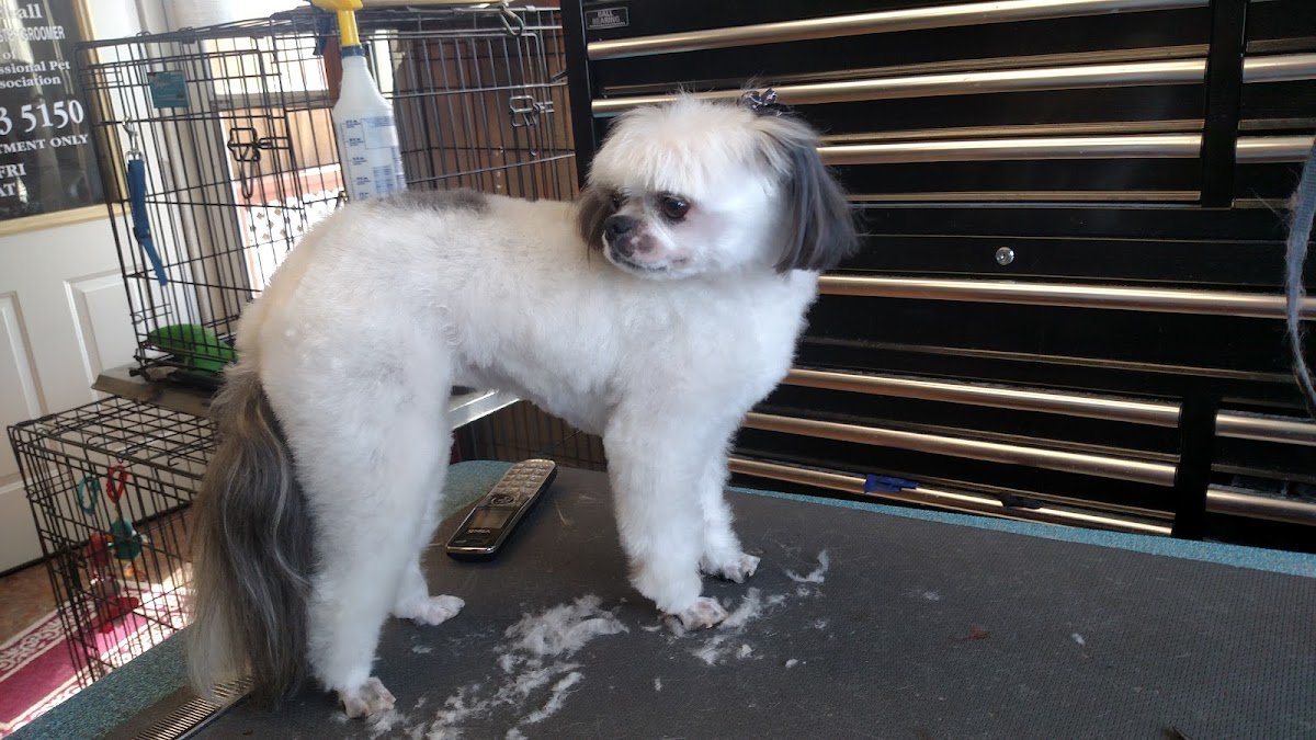The Grooming Studio, LLC - Photo 2