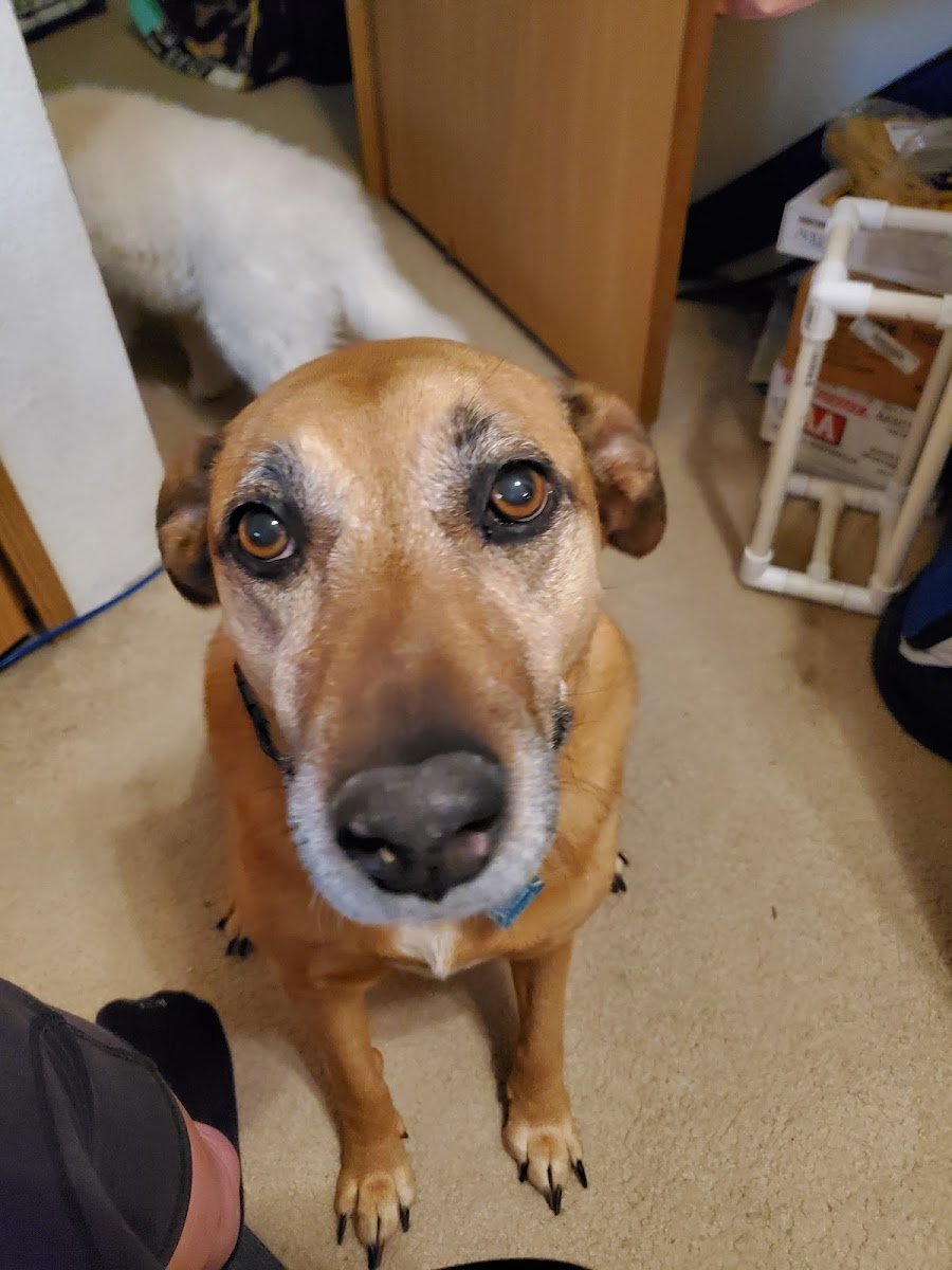 Brighton Animal Clinic - Photo 2