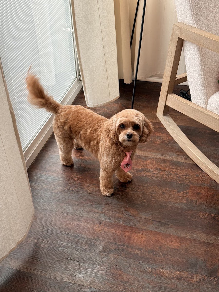 SoftPaws Pet Spa & Boutique - Photo 2
