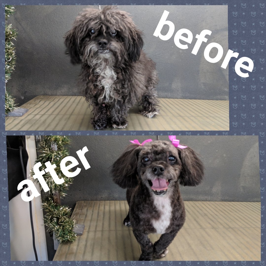 Collar Cuts Mobile Pet Grooming - Photo 2