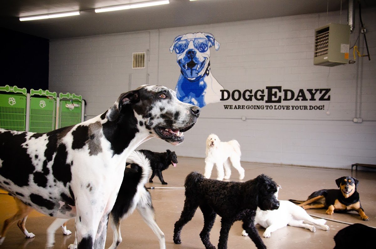 DoggEdayz - Photo 2