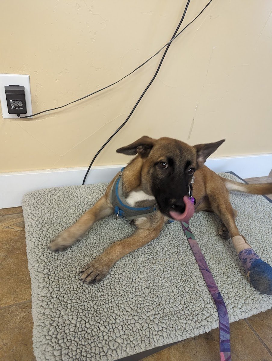 Second Chances Veterinary Care - Photo 2
