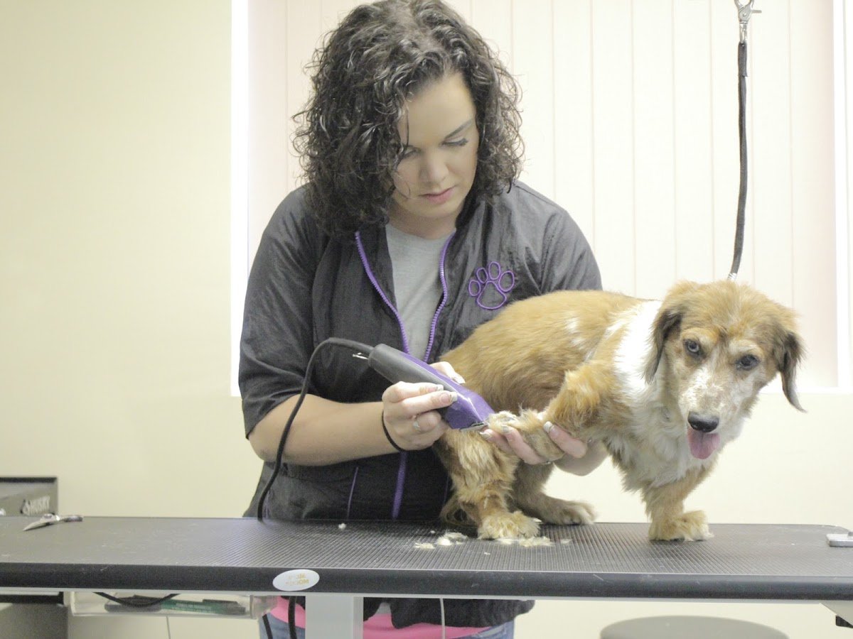 Dawg Gon' It Grooming - Photo 2