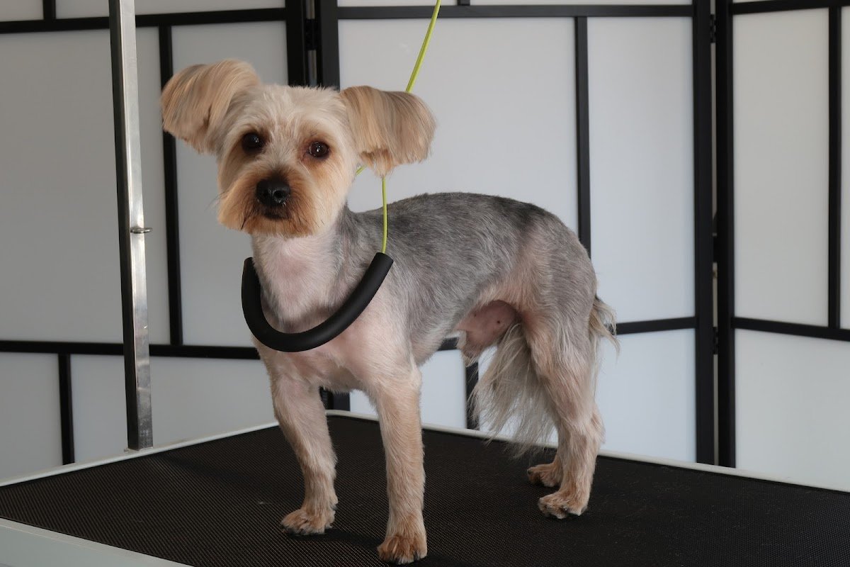 Blu Paws Grooming - Photo 2