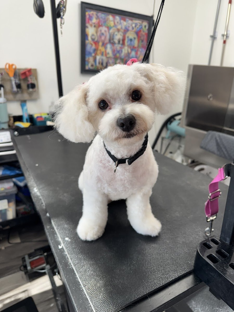 The Pet Parlor - Photo 2