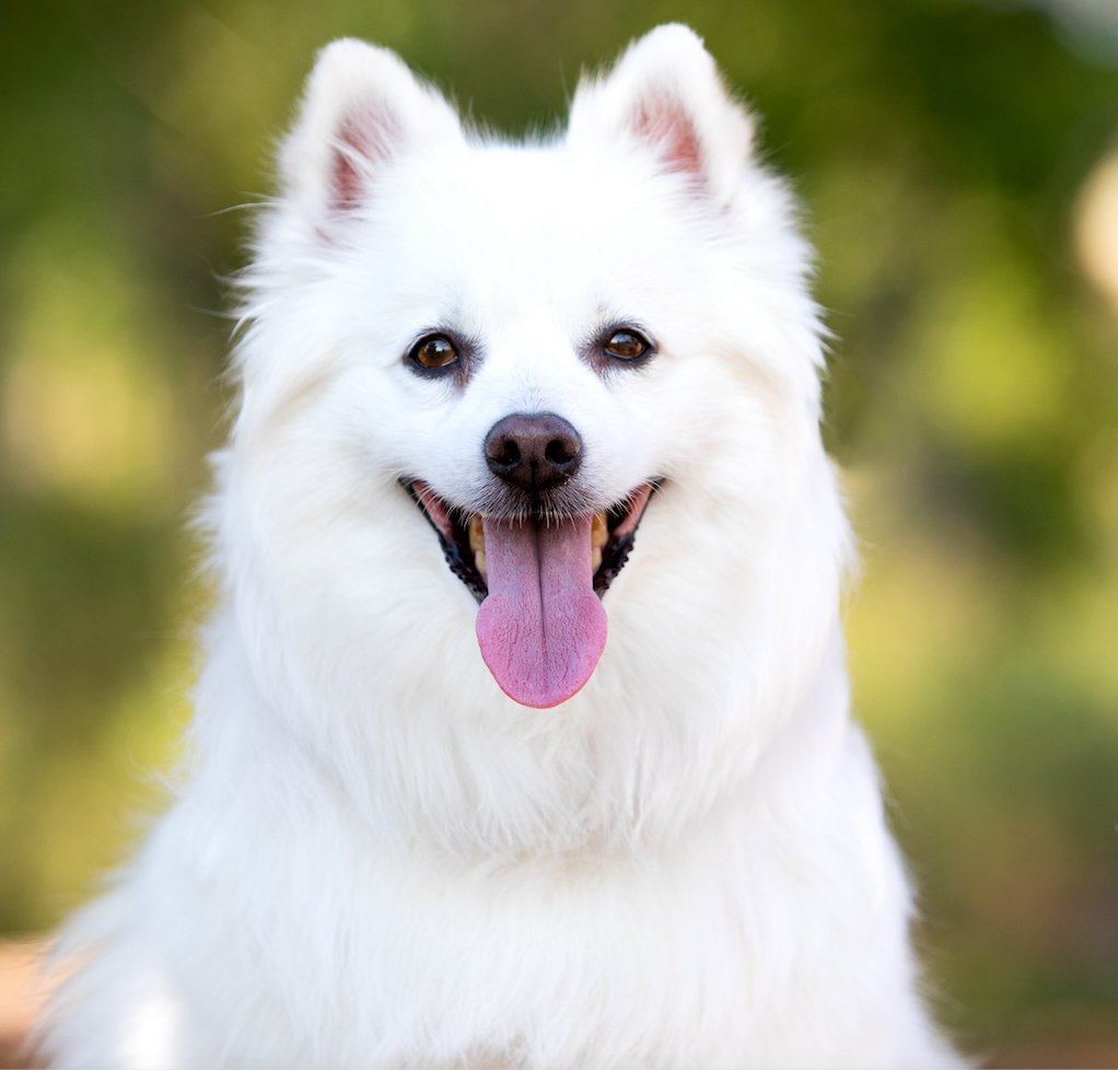 Well Groomed Pets - Parker - Photo 2