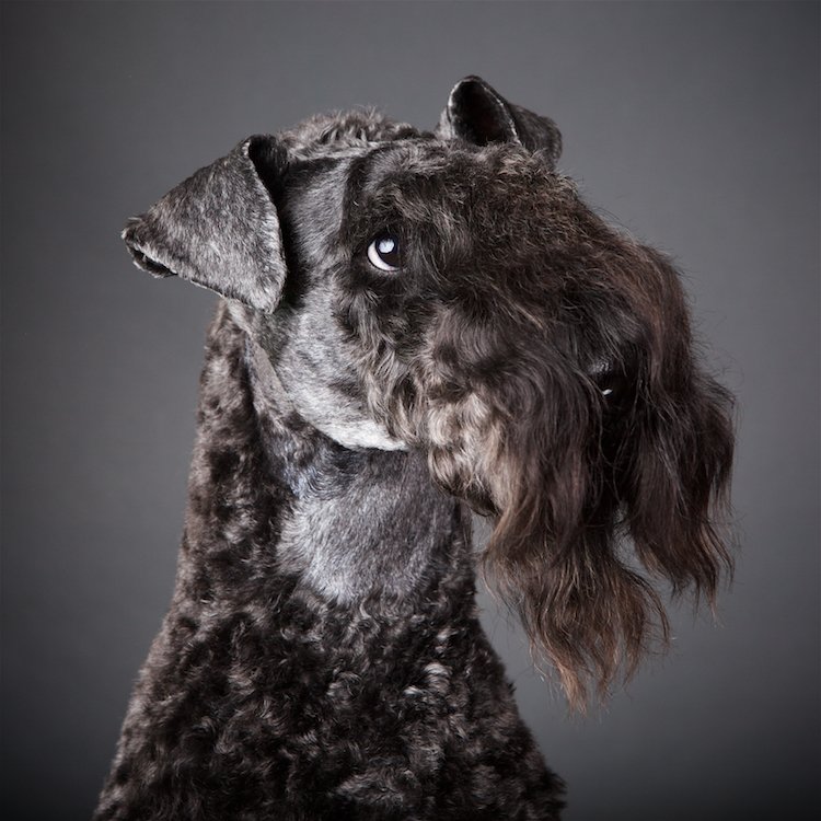 The Poodle Shop - Photo 2