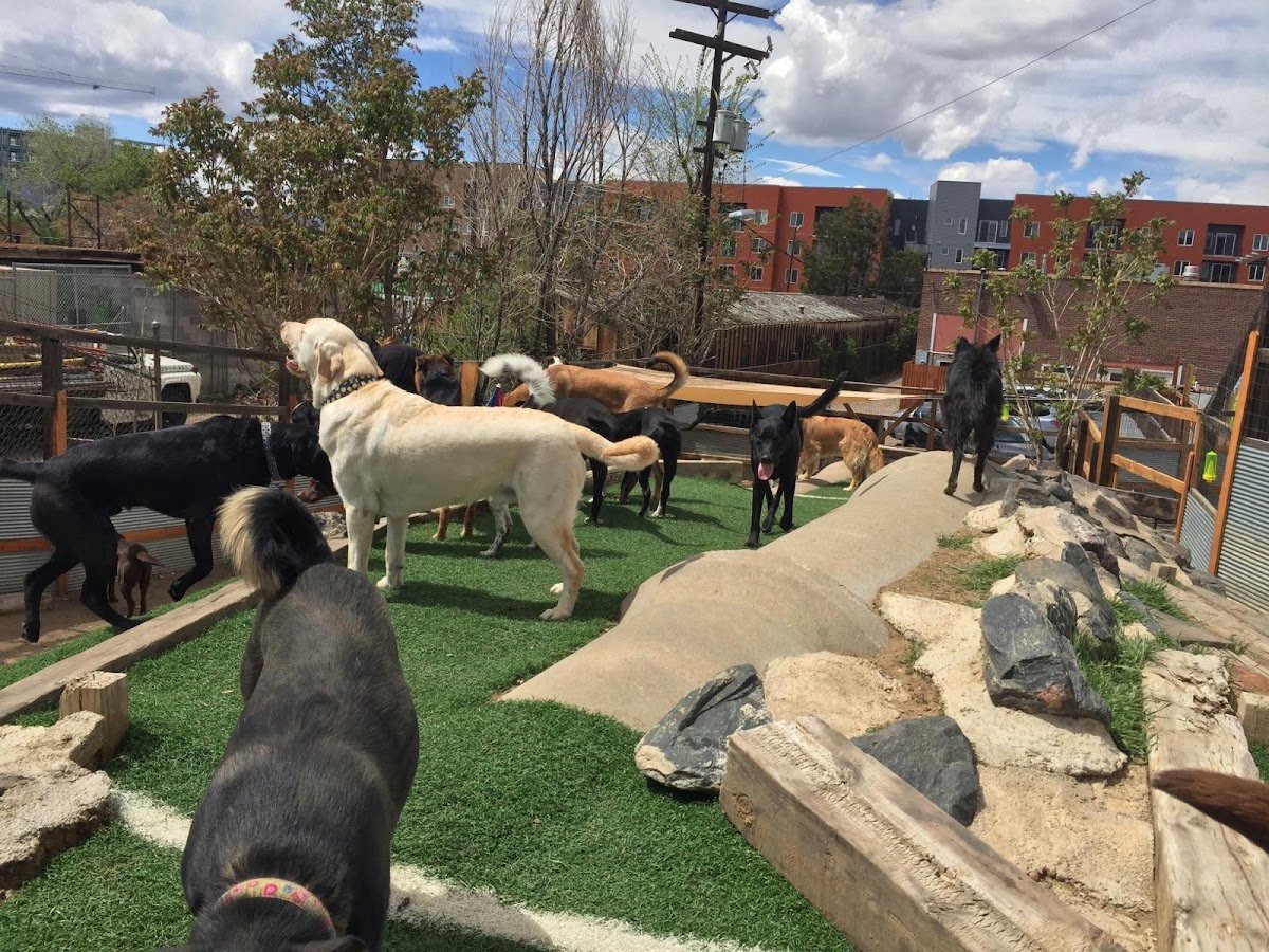 City Bark Lodo - Photo 2