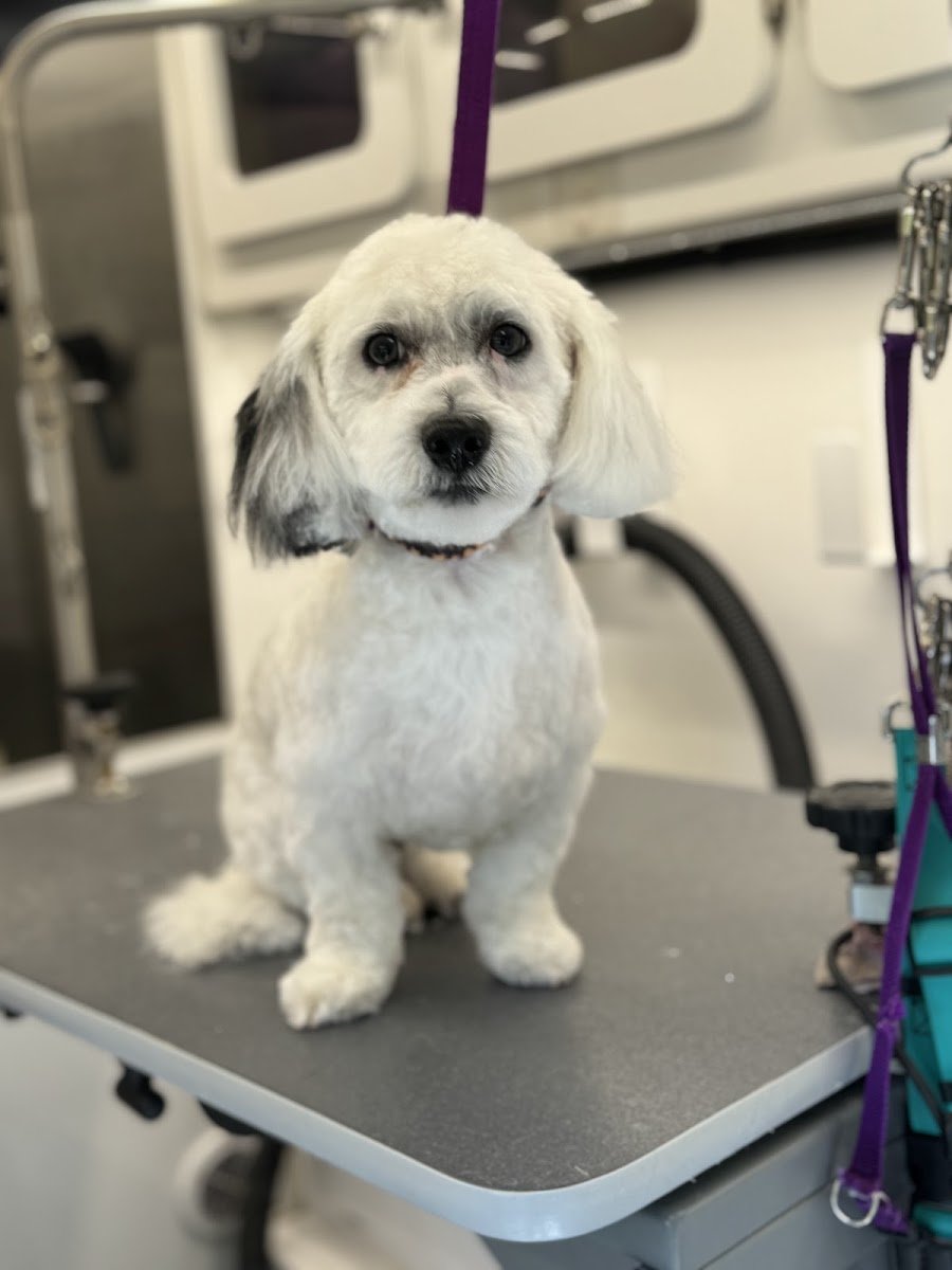 The Dapper Dog Parlor - Photo 2