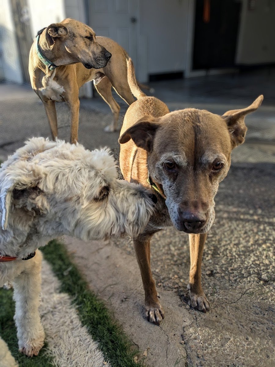 Happy Dog Day Care - Photo 2